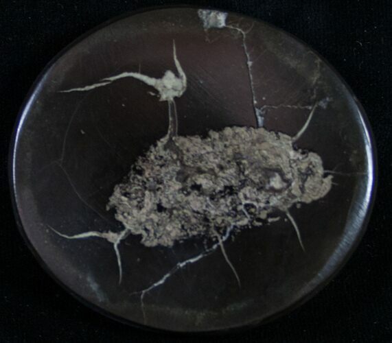 Polished Fish Coprolite (Fossil Poo) - Scotland #8953